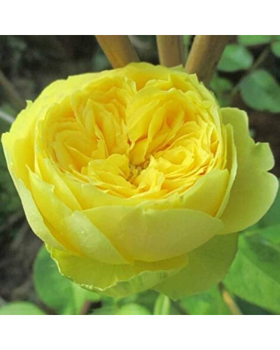 Троянда чайно-гібридна ‘Каталіна’|Hybrid tea rose ’Catalina’|Роза чайно-гибридная ’Каталина’