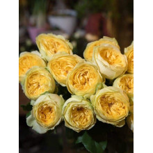 Троянда чайно-гібридна ‘Каталіна’|Hybrid tea rose ’Catalina’|Роза чайно-гибридная ’Каталина’