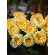 Троянда чайно-гібридна ‘Каталіна’|Hybrid tea rose ’Catalina’|Роза чайно-гибридная ’Каталина’