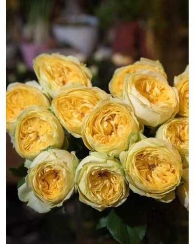 Троянда чайно-гібридна ‘Каталіна’|Hybrid tea rose ’Catalina’|Роза чайно-гибридная ’Каталина’