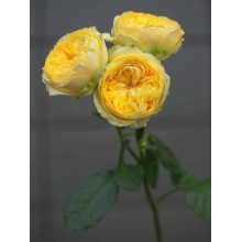 Троянда чайно-гібридна ‘Каталіна’|Hybrid tea rose ’Catalina’|Роза чайно-гибридная ’Каталина’