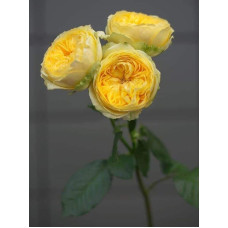Троянда чайно-гібридна ‘Каталіна’|Hybrid tea rose ’Catalina’|Роза чайно-гибридная ’Каталина’