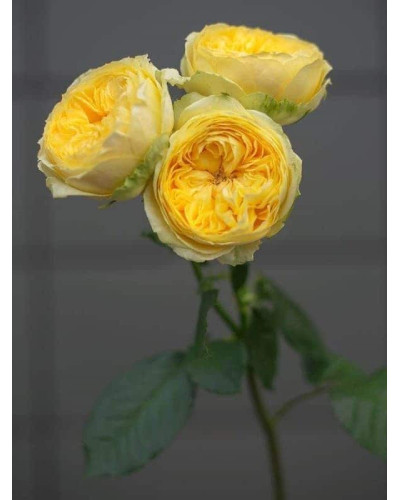 Троянда чайно-гібридна ‘Каталіна’|Hybrid tea rose ’Catalina’|Роза чайно-гибридная ’Каталина’