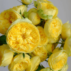 Троянда чайно-гібридна ‘Каталіна’|Hybrid tea rose ’Catalina’|Роза чайно-гибридная ’Каталина’