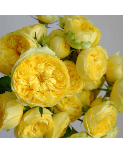 Троянда чайно-гібридна ‘Каталіна’|Hybrid tea rose ’Catalina’|Роза чайно-гибридная ’Каталина’