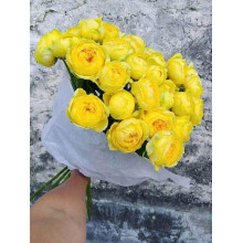 Троянда чайно-гібридна ‘Каталіна’|Hybrid tea rose ’Catalina’|Роза чайно-гибридная ’Каталина’