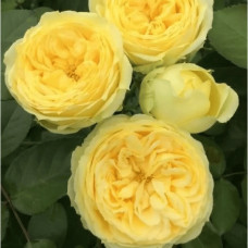 Троянда чайно-гібридна ‘Каталіна’|Hybrid tea rose ’Catalina’|Роза чайно-гибридная ’Каталина’