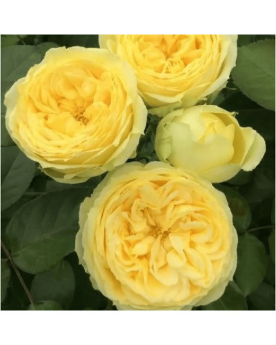 Троянда чайно-гібридна ‘Каталіна’|Hybrid tea rose ’Catalina’|Роза чайно-гибридная ’Каталина’