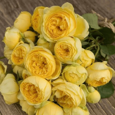 Троянда чайно-гібридна ‘Каталіна’|Hybrid tea rose ’Catalina’|Роза чайно-гибридная ’Каталина’