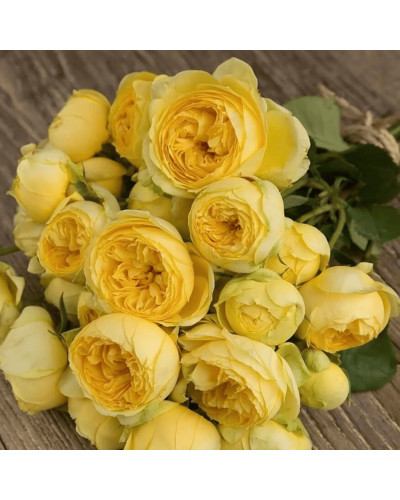 Троянда чайно-гібридна ‘Каталіна’|Hybrid tea rose ’Catalina’|Роза чайно-гибридная ’Каталина’