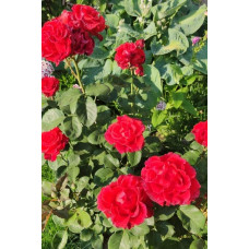 Троянда чайно-гібридна ‘Ель торро’|Hybrid tea rose ‘El Torro’|Роза чайно-гибридная ’Эль торро’