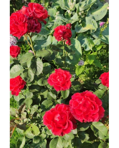 Троянда чайно-гібридна ‘Ель торро’|Hybrid tea rose ‘El Torro’|Роза чайно-гибридная ’Эль торро’