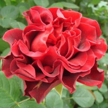 Троянда чайно-гібридна ‘Ель торро’|Hybrid tea rose ‘El Torro’|Роза чайно-гибридная ’Эль торро’