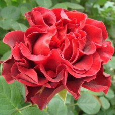 Троянда чайно-гібридна ‘Ель торро’|Hybrid tea rose ‘El Torro’|Роза чайно-гибридная ’Эль торро’
