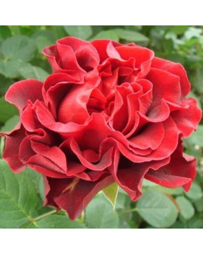 Троянда чайно-гібридна ‘Ель торро’|Hybrid tea rose ‘El Torro’|Роза чайно-гибридная ’Эль торро’