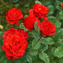Троянда чайно-гібридна ‘Ель торро’|Hybrid tea rose ‘El Torro’|Роза чайно-гибридная ’Эль торро’