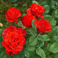 Троянда чайно-гібридна ‘Ель торро’|Hybrid tea rose ‘El Torro’|Роза чайно-гибридная ’Эль торро’