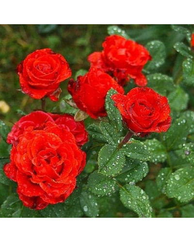 Троянда чайно-гібридна ‘Ель торро’|Hybrid tea rose ‘El Torro’|Роза чайно-гибридная ’Эль торро’