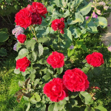 Троянда чайно-гібридна ‘Ель торро’|Hybrid tea rose ‘El Torro’|Роза чайно-гибридная ’Эль торро’