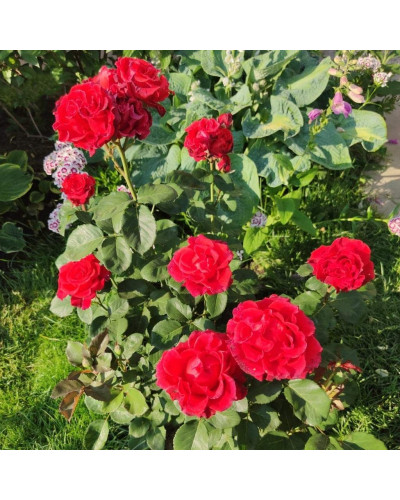 Троянда чайно-гібридна ‘Ель торро’|Hybrid tea rose ‘El Torro’|Роза чайно-гибридная ’Эль торро’