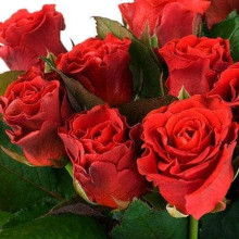 Троянда чайно-гібридна ‘Ель торро’|Hybrid tea rose ‘El Torro’|Роза чайно-гибридная ’Эль торро’