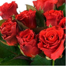Троянда чайно-гібридна ‘Ель торро’|Hybrid tea rose ‘El Torro’|Роза чайно-гибридная ’Эль торро’