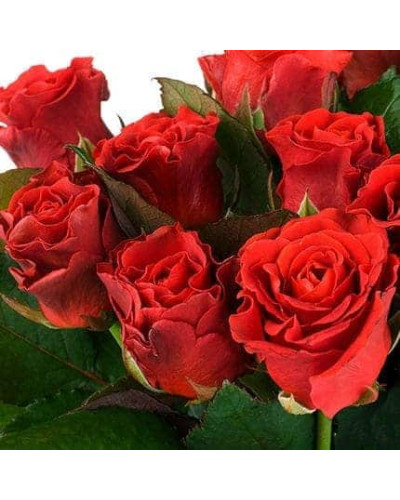 Троянда чайно-гібридна ‘Ель торро’|Hybrid tea rose ‘El Torro’|Роза чайно-гибридная ’Эль торро’