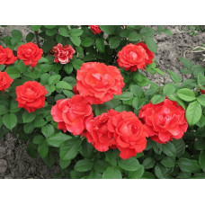 Троянда чайно-гібридна ‘Ель торро’|Hybrid tea rose ‘El Torro’|Роза чайно-гибридная ’Эль торро’