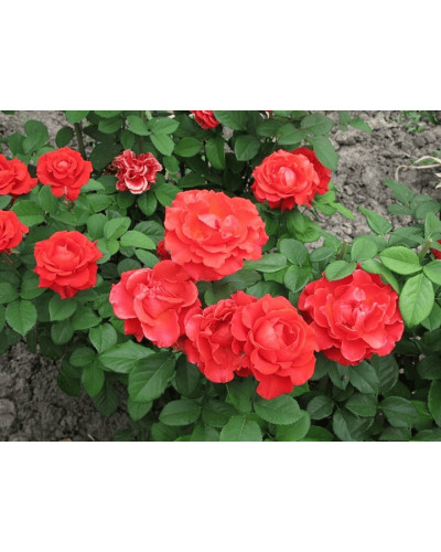 Троянда чайно-гібридна ‘Ель торро’|Hybrid tea rose ‘El Torro’|Роза чайно-гибридная ’Эль торро’