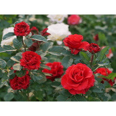 Троянда чайно-гібридна ‘Ель торро’|Hybrid tea rose ‘El Torro’|Роза чайно-гибридная ’Эль торро’