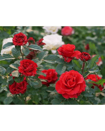 Троянда чайно-гібридна ‘Ель торро’|Hybrid tea rose ‘El Torro’|Роза чайно-гибридная ’Эль торро’
