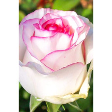 Троянда чайно-гібридна ‘Дольче Віта’ (біла з рожевою каймою)|Hybrid tea rose ‘Dolce Vita’|Роза чайно-гибридная ‘Дольче Вита’ (белая с розовой каймой)