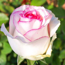 Троянда чайно-гібридна ‘Дольче Віта’ (біла з рожевою каймою)|Hybrid tea rose ‘Dolce Vita’|Роза чайно-гибридная ‘Дольче Вита’ (белая с розовой каймой)