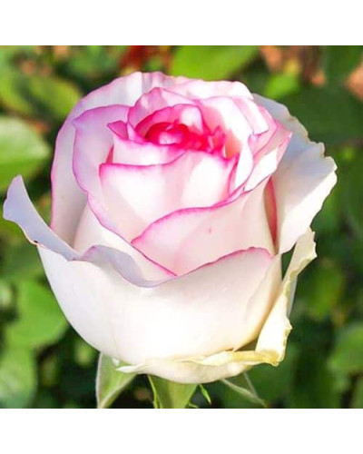 Троянда чайно-гібридна ‘Дольче Віта’ (біла з рожевою каймою)|Hybrid tea rose ‘Dolce Vita’|Роза чайно-гибридная ‘Дольче Вита’ (белая с розовой каймой)