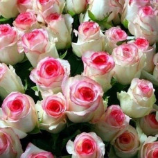Троянда чайно-гібридна ‘Дольче Віта’ (біла з рожевою каймою)|Hybrid tea rose ‘Dolce Vita’|Роза чайно-гибридная ‘Дольче Вита’ (белая с розовой каймой)