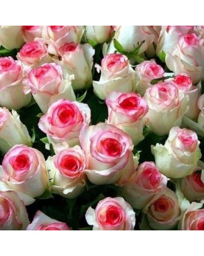 Троянда чайно-гібридна ‘Дольче Віта’ (біла з рожевою каймою)|Hybrid tea rose ‘Dolce Vita’|Роза чайно-гибридная ‘Дольче Вита’ (белая с розовой каймой)