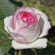 Троянда чайно-гібридна ‘Дольче Віта’ (біла з рожевою каймою)|Hybrid tea rose ‘Dolce Vita’|Роза чайно-гибридная ‘Дольче Вита’ (белая с розовой каймой)