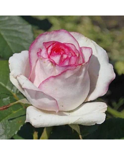 Троянда чайно-гібридна ‘Дольче Віта’ (біла з рожевою каймою)|Hybrid tea rose ‘Dolce Vita’|Роза чайно-гибридная ‘Дольче Вита’ (белая с розовой каймой)