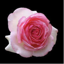 Троянда чайно-гібридна ‘Дольче Віта’ (біла з рожевою каймою)|Hybrid tea rose ‘Dolce Vita’|Роза чайно-гибридная ‘Дольче Вита’ (белая с розовой каймой)