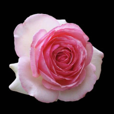 Троянда чайно-гібридна ‘Дольче Віта’ (біла з рожевою каймою)|Hybrid tea rose ‘Dolce Vita’|Роза чайно-гибридная ‘Дольче Вита’ (белая с розовой каймой)