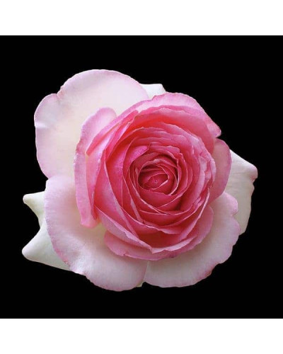 Троянда чайно-гібридна ‘Дольче Віта’ (біла з рожевою каймою)|Hybrid tea rose ‘Dolce Vita’|Роза чайно-гибридная ‘Дольче Вита’ (белая с розовой каймой)