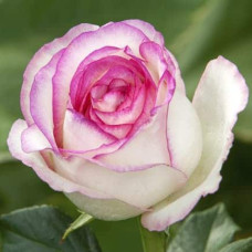 Троянда чайно-гібридна ‘Дольче Віта’ (біла з рожевою каймою)|Hybrid tea rose ‘Dolce Vita’|Роза чайно-гибридная ‘Дольче Вита’ (белая с розовой каймой)
