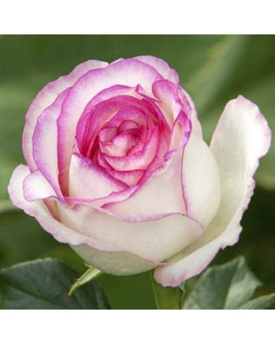 Троянда чайно-гібридна ‘Дольче Віта’ (біла з рожевою каймою)|Hybrid tea rose ‘Dolce Vita’|Роза чайно-гибридная ‘Дольче Вита’ (белая с розовой каймой)