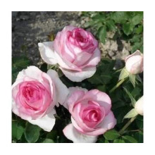 Троянда чайно-гібридна ‘Дольче Віта’ (біла з рожевою каймою)|Hybrid tea rose ‘Dolce Vita’|Роза чайно-гибридная ‘Дольче Вита’ (белая с розовой каймой)