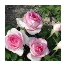 Троянда чайно-гібридна ‘Дольче Віта’ (біла з рожевою каймою)|Hybrid tea rose ‘Dolce Vita’|Роза чайно-гибридная ‘Дольче Вита’ (белая с розовой каймой)