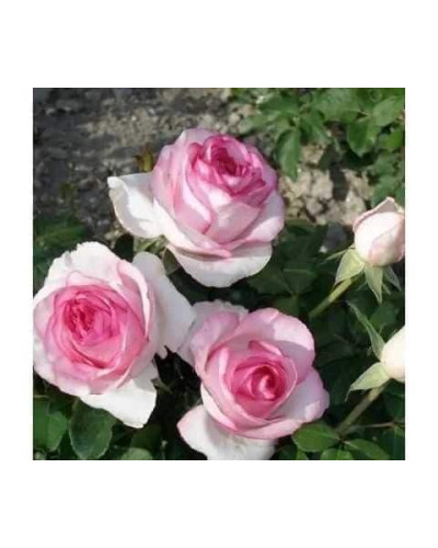 Троянда чайно-гібридна ‘Дольче Віта’ (біла з рожевою каймою)|Hybrid tea rose ‘Dolce Vita’|Роза чайно-гибридная ‘Дольче Вита’ (белая с розовой каймой)