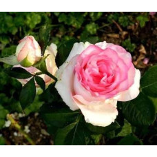 Троянда чайно-гібридна ‘Дольче Віта’ (біла з рожевою каймою)|Hybrid tea rose ‘Dolce Vita’|Роза чайно-гибридная ‘Дольче Вита’ (белая с розовой каймой)