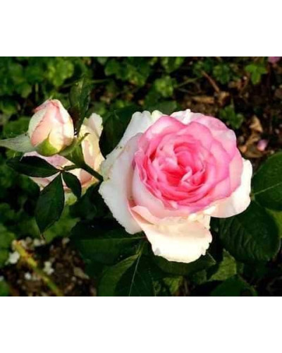 Троянда чайно-гібридна ‘Дольче Віта’ (біла з рожевою каймою)|Hybrid tea rose ‘Dolce Vita’|Роза чайно-гибридная ‘Дольче Вита’ (белая с розовой каймой)