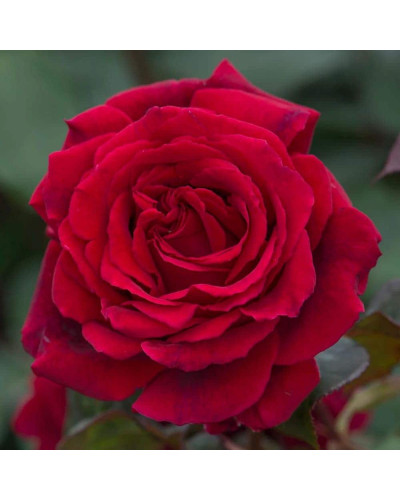 Троянда Ред Вельвет (червона) ШТАМБ | Rosa Red Velvet (red) SHTAMB | Роза Ред Вельвет (красная) ШТАМБ