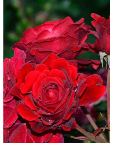 Троянда Ред Вельвет (червона) ШТАМБ | Rosa Red Velvet (red) SHTAMB | Роза Ред Вельвет (красная) ШТАМБ